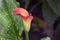 Very pretty colorful calla close up in my garden