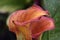 Very pretty colorful calla close up in my garden