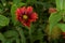 very pretty colorful echinacea garden flower in the sunshine