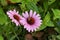 very pretty colorful echinacea garden flower in the sunshine