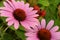 very pretty colorful echinacea garden flower in the sunshine