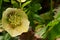 the very pretty colorful hellebore flower close up view