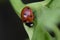 Very pretty colorful lady bug in the sunshine