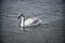 The very pretty colorful swan close up in the sunshine