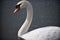 The very pretty colorful swan close up in the sunshine