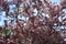 Very pretty colorful TREE BLOSSOMS close up