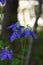 Very Pretty Flowering Blue Columbine Blossoms in a Garden