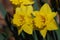 Very Pretty Flowering Jonquil Blossoms