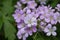 Very Pretty Flowering Light Purple Phlox Flowers