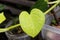 very pretty heart-shaped golden pothos