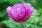 Very Pretty Lavender and Pink Tulip Blossom Flowering