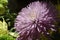 The very pretty lilac chrysanthemum close up