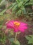 very pretty little pink sunflowers