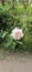 a very pretty snow white rose