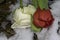 Very pretty tulip and rose on the snow close up