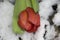 Very pretty tulip on the snow close up