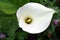 Very pretty white calla close up in my garden