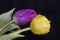 Very pretty yellow and purple tulips