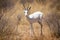 Very rare albino springbok, Etosha National Park, namibia