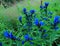 Very rare blue mountain gentian flower on a mountain meadow.