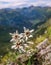 Very rare edelweiss mountain flower. Isolated rare and protected wild flower edelweiss flower