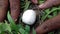 Very Rare edible Mushroom available at Kondapalli Forest