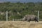 Very rare and endangered northern white rhino walking along fence of Ol Pajeta Reserve in Kenya