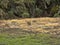 Very rare Menelik bushbuck, Tragelaphus scriptus menelik i, in Simien mountains national park, Ethiopia