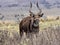 Very rare Mountain nyala, Tragelaphus buxtoni, is a large antelope, lives only in a small area of Bale National Park, Ethiopia