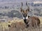 Very rare Mountain nyala, Tragelaphus buxtoni, is a large antelope, lives only in a small area of Bale National Park, Ethiopia