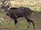 Very rare Mountain nyala, Tragelaphus buxtoni, is a large antelope, lives only in a small area of Bale National Park, Ethiopia