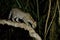 Very rare ocelot in the night of brazilian jungle