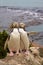 Very rare pair of Yellow-Eyed Pengui, Megadyptes antipodes