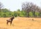 Very rare Roan Antelope standing on the open African Plains with a bush background. Hwange National Park