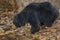 Very rare sloth bear male search for termites in indian forest