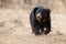 Very rare sloth bear male search for termites in indian forest