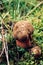 Very rare species of bolete mushroom - Boletus aereus. Hidden in the wet grass. Bronze hurts on a meadow in a dark spruce forest.