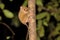 Very rare Spectral Tarsier, Tarsius spectrum,Tangkoko National Park, Sulawesi, Indonesia