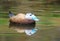 Very rare white headed duck Oxyura leucocephala