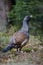 Very rare wild capercaillie in the nature habitat in european woodland