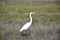 Very Regal Looking Great Egret Bird in a Field