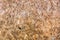 .Very Rough Woodchip Chipboard, Wood Background Texture.Surface Cork wood background texture
