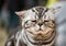 Very sad american shorthair cat shaded silvers tabby portrait