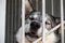 A very sad dog with a sad expression of the muzzle behind the bars of the grid in a cage or aviary in a dog shelter or shelter for