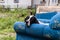 Very Sad Street Dog On A Couch Thrown To Trash