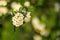 Very shallow depth of field photo of apple blossom only flower