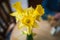 Very shallow focus of three daffodils from above in a vase on a round table in a cafe with a wooden chair