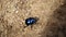 Very shiny black or blue spring beetle walk on sand.