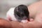 Very small blind baby rat