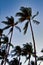 Very small cresent moon setting between several palm trees at eraly evening.